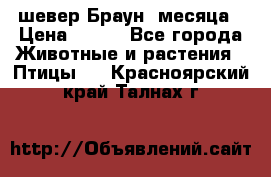 шевер Браун 2месяца › Цена ­ 200 - Все города Животные и растения » Птицы   . Красноярский край,Талнах г.